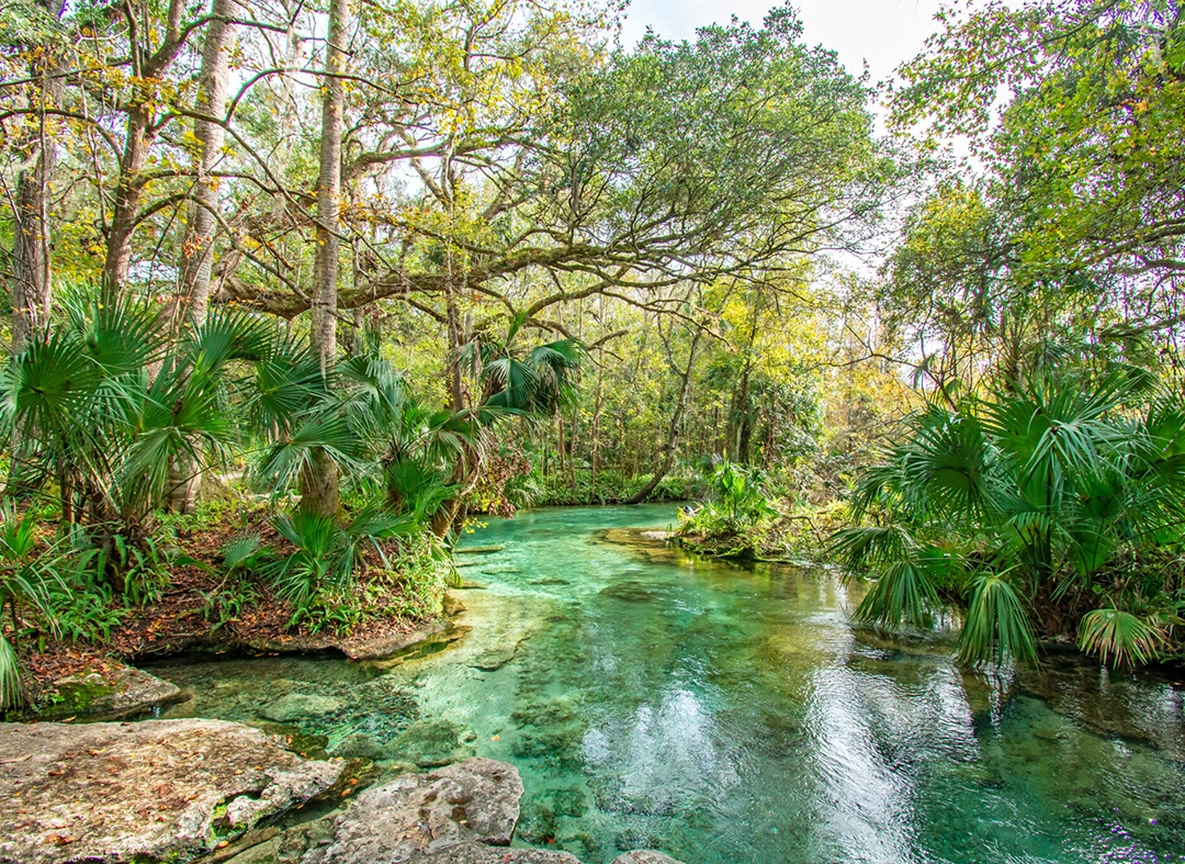 A serene natural scene featuring a clear, turquoise stream surrounded by lush greenery, palm fronds, and large trees in a tranquil forest.
