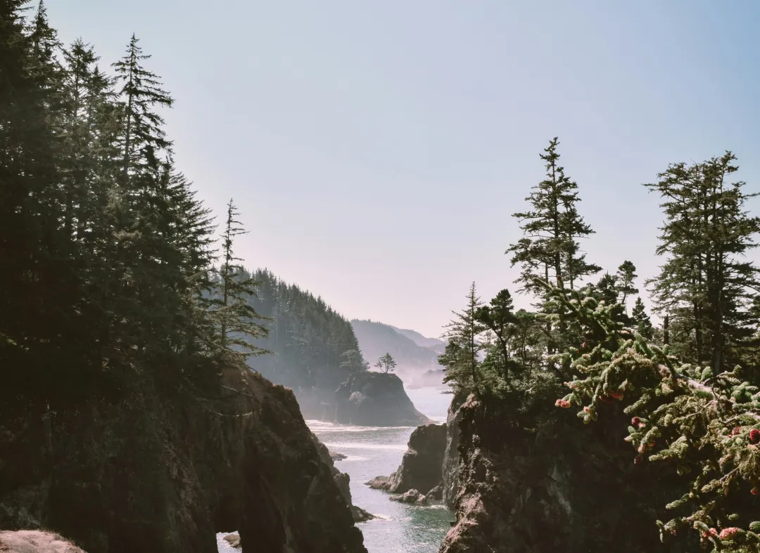 Coastal view with tall trees and rocky cliffs overlooking the ocean, framed by a clear, bright sky in a serene landscape.